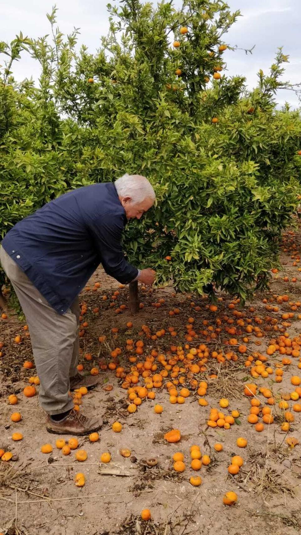 Paco Sorolla, de 72 años, frente a uno de sus naranjos en Burriana