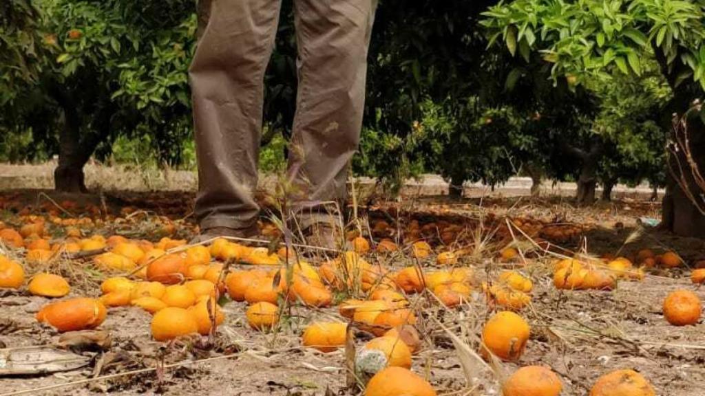 Un agricultor de Castellón afectado por la crisis de las naranjas