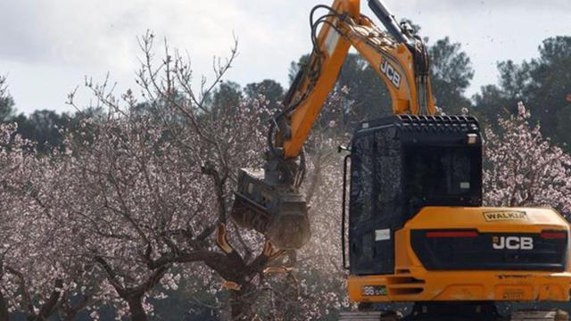 Así está destruyendo nueve especies la Xylella fastidiosa: el ‘ébola de los almendros’