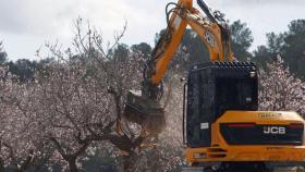 Así está destruyendo nueve especies la Xylella fastidiosa: el ‘ébola de los almendros’