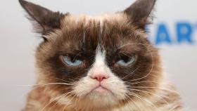 Ha muerto Grumpy Cat, el gato más gruñon de Internet