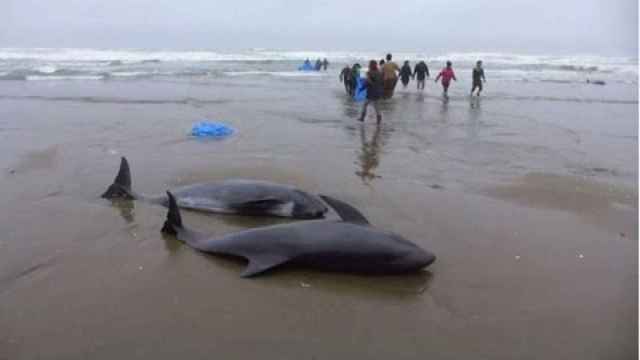 Delfines varados en una playa