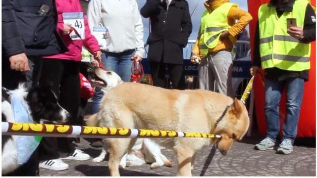 Mañana se celebra la carrera Correcan en Riazor por los perros sin hogar