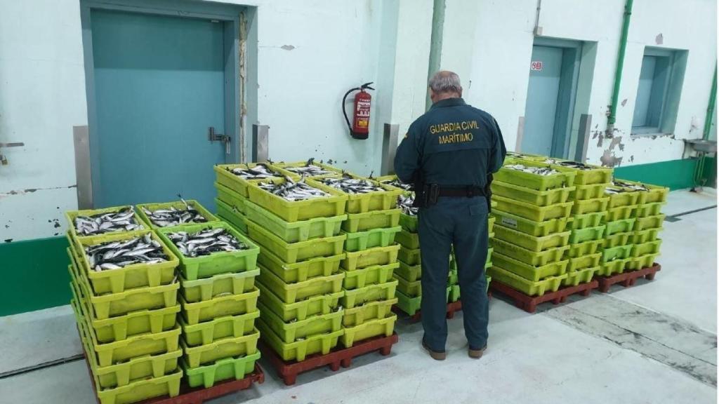 Intervenidos más de 2.000 kilos de sardina en Carballo