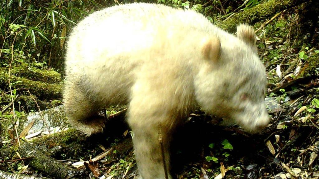 El cachorro de panda albino capturado por una cámara fija. - People's Daily China.