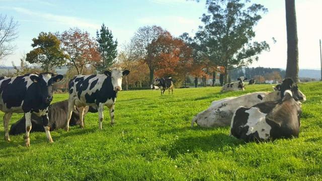 Las vacas de Casa Grande de Xanceda