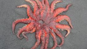 Estrella de mar girasol. Lumpytrout / Wikimedia commons.