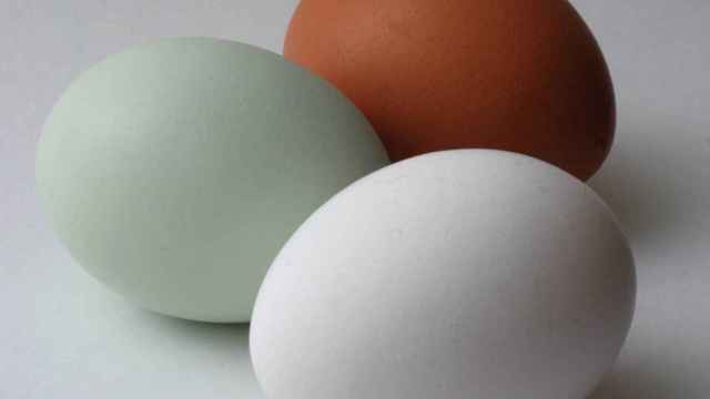 Un huevo azul de gallina auracana junto a otros dos convencionales. Gmoose1 / Wikimedia Commons