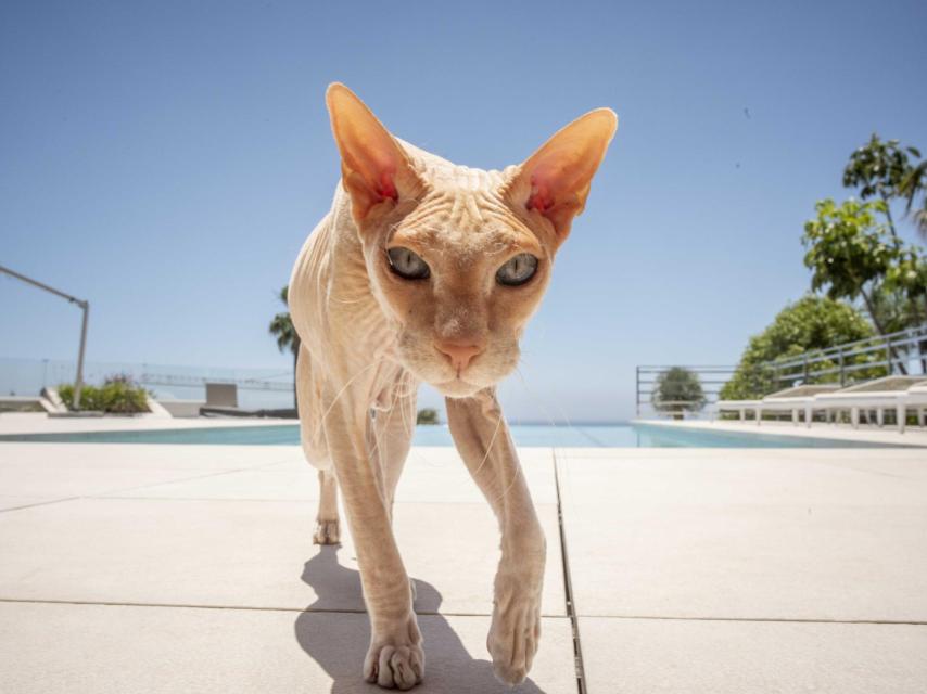 Phoenix, el gato de Sergejus Beglikas.