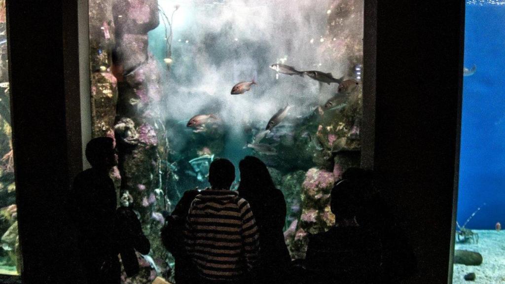 Aquarium: Entrada gratuita los domingos de junio por su 20º aniversario