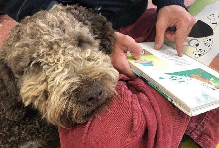 Pot, un perro con discapacidad de visión, ayudando a fomentar la lectura en un niño