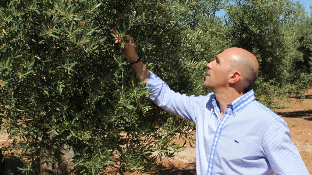 José Gálvez González en uno de sus campos de olivo.