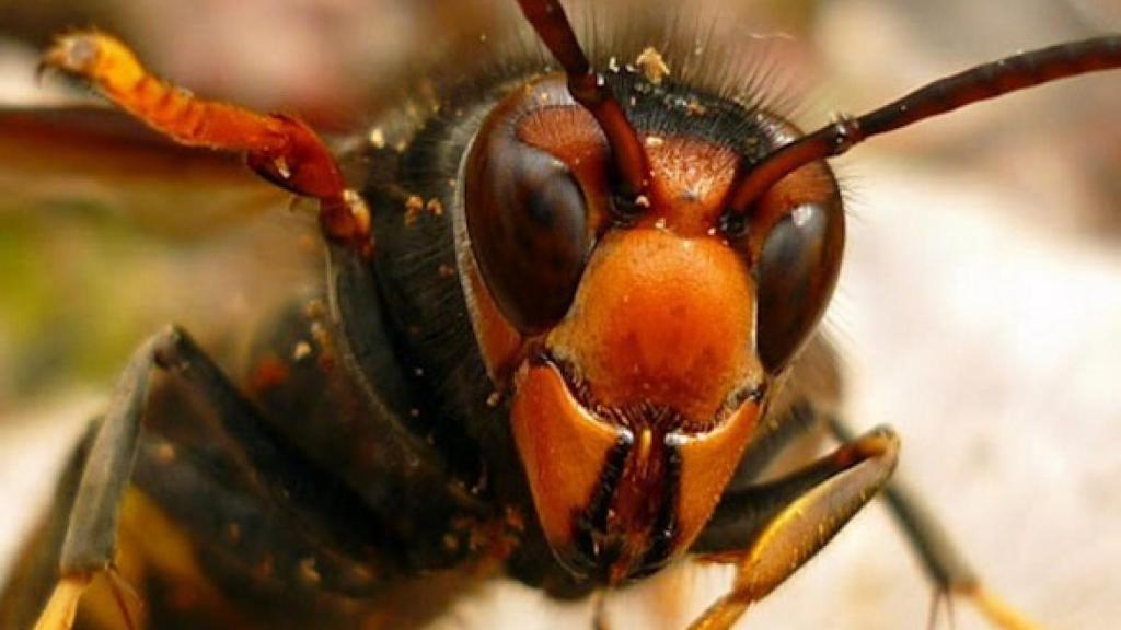 Ejemplar de la especie invasora vespa velutina.
