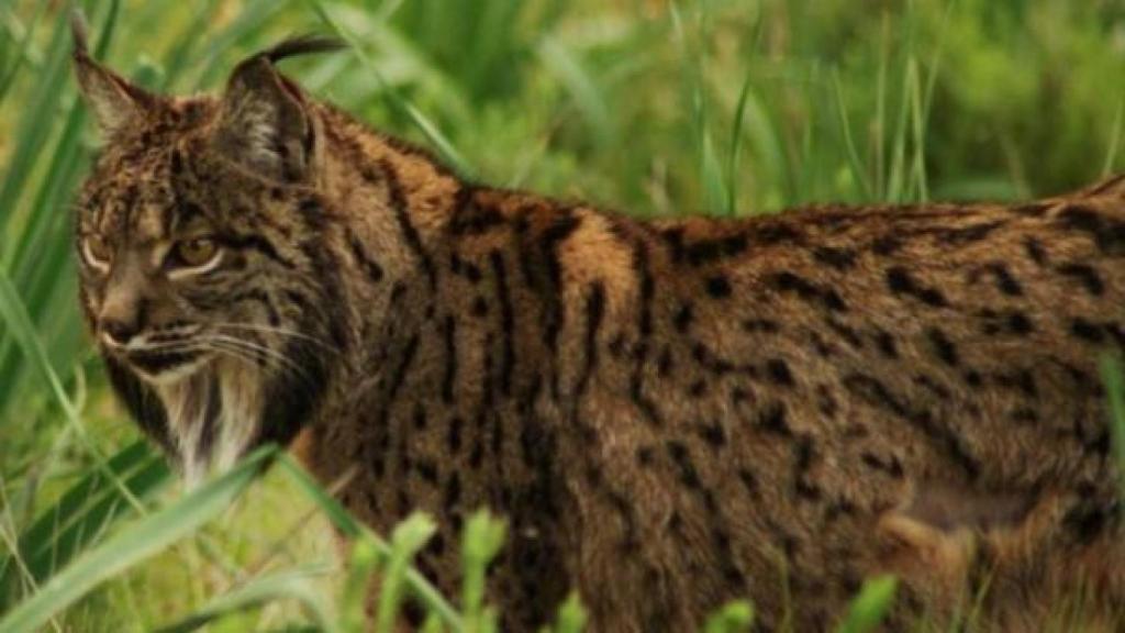 El lince más longevo muere en Doñana.