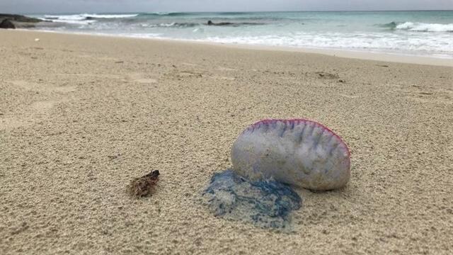 Una carabela portuguesa avistada en Formentera