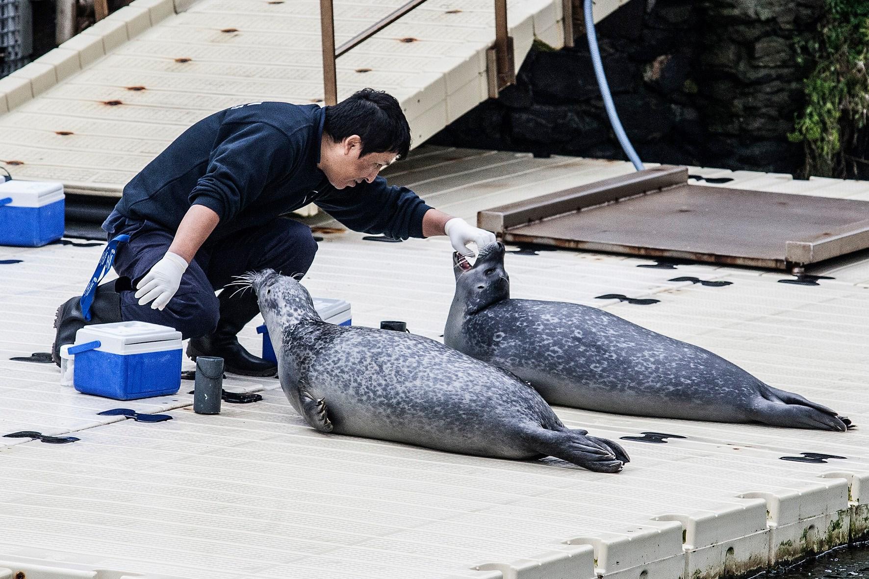 Focas en el exterior del acuario