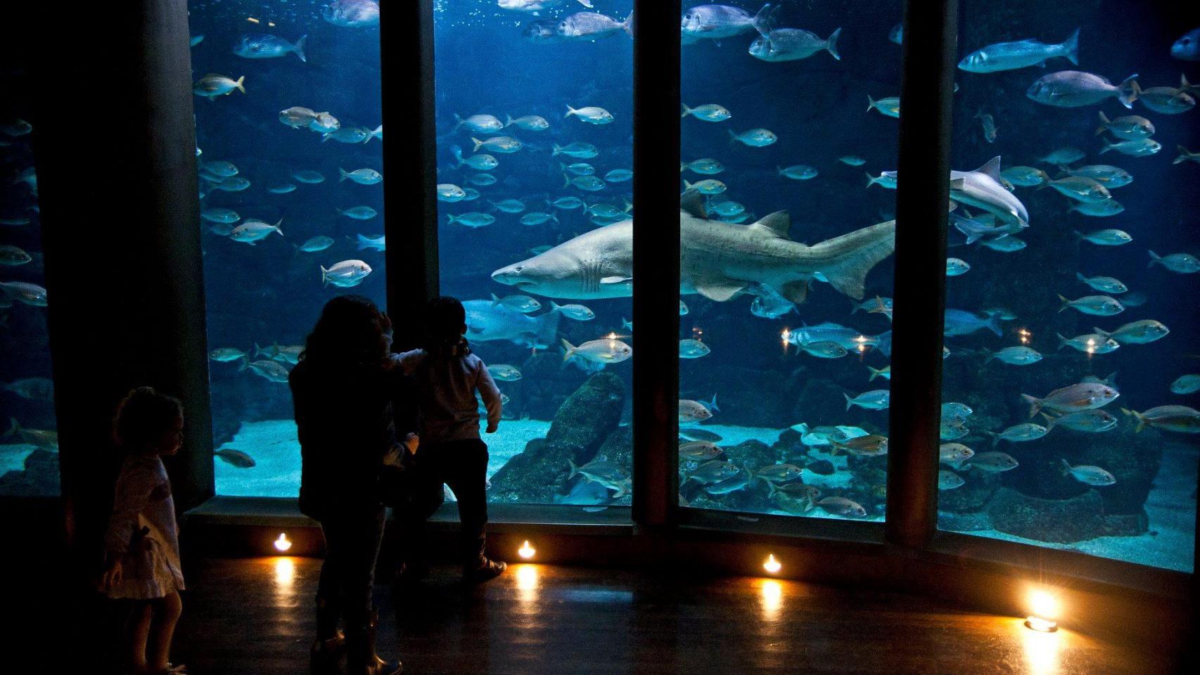 Imagen de la sala Nautilus