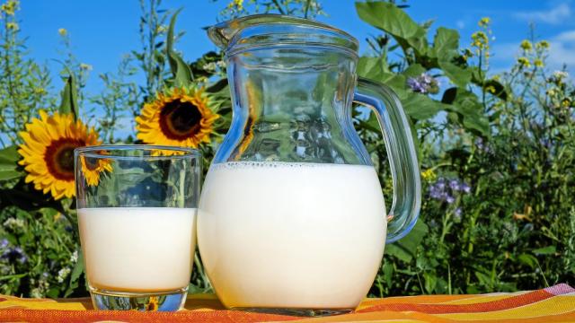 Leche de vaca justo después de ser recogida