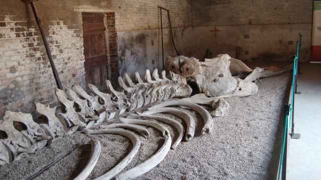 Los huesos de la ballena que inspiró 'Moby Dick', antes de ser trasladados al salón del Burton Constable.