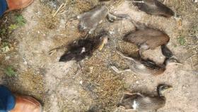 Foto tomada por la Asociación de Vecinos de Palou de los patos muertos