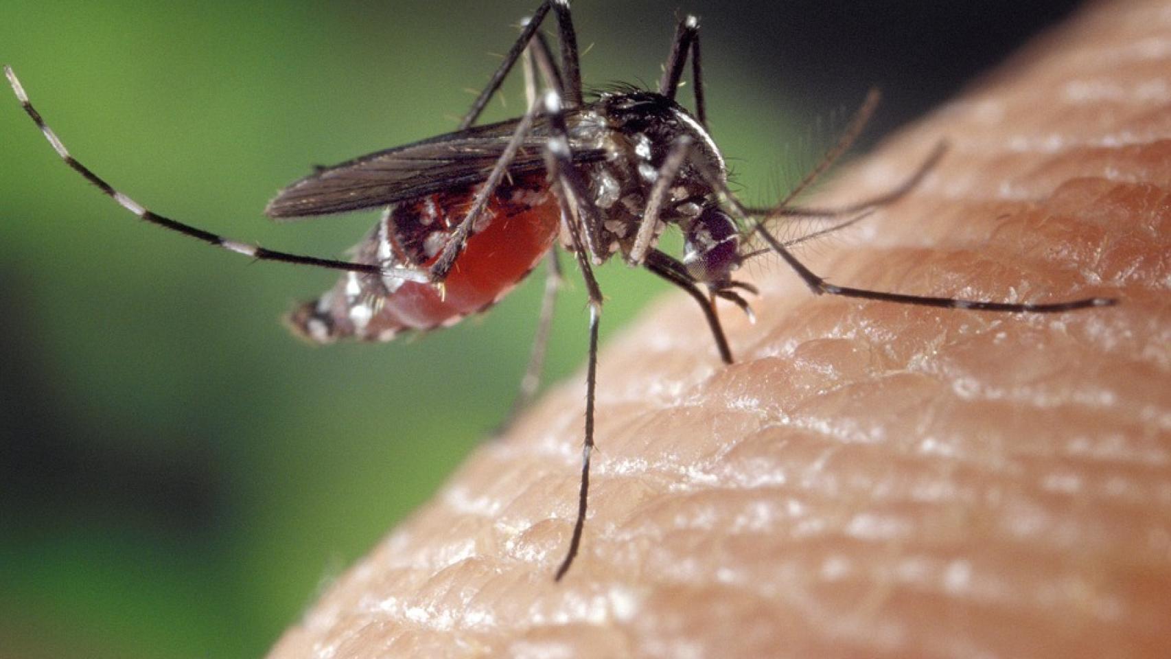 Un mosquito Aedes de los que transmiten el virus chincungunya.