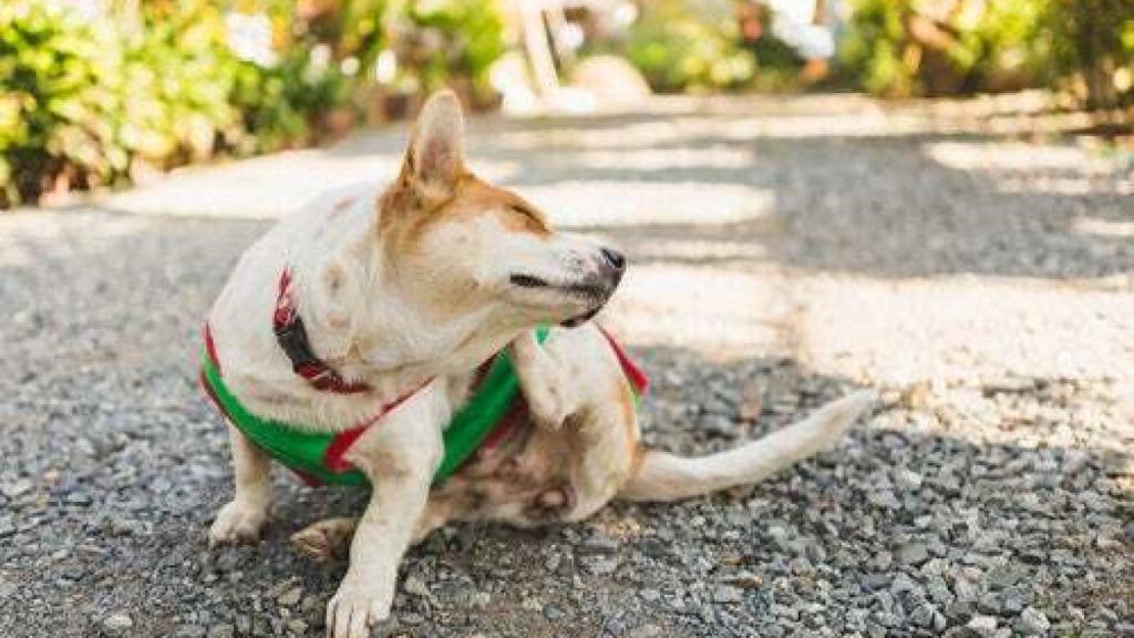 Un perro, animal potencialmente transmisor de la nueva enfermedad.