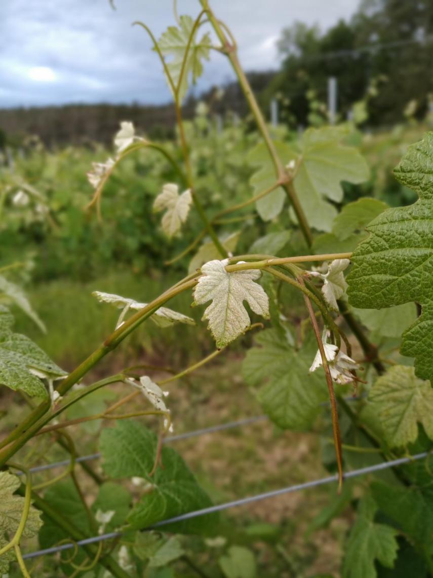 Viñas de hondarribi zuri.