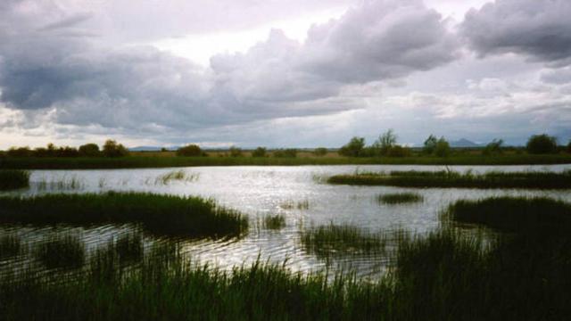 Las Tablas de Daimiel