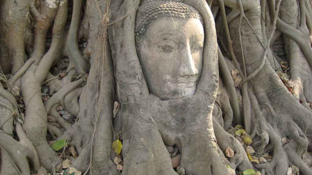 El árbol sagrado de Buda en Tailandia