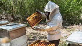 Imagen de archivo de un apicultor