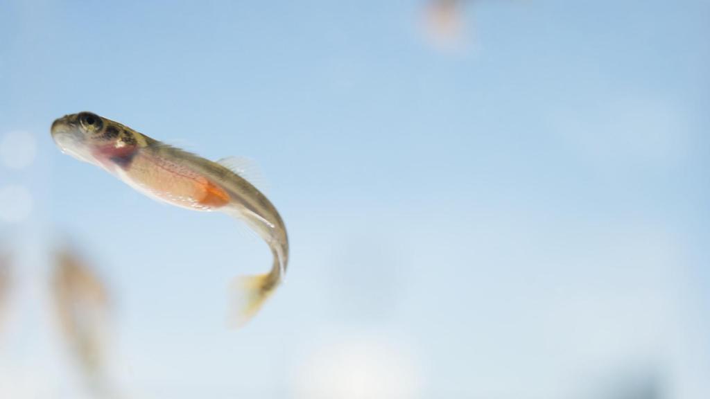 Un salmón noruego en la fase alevín.