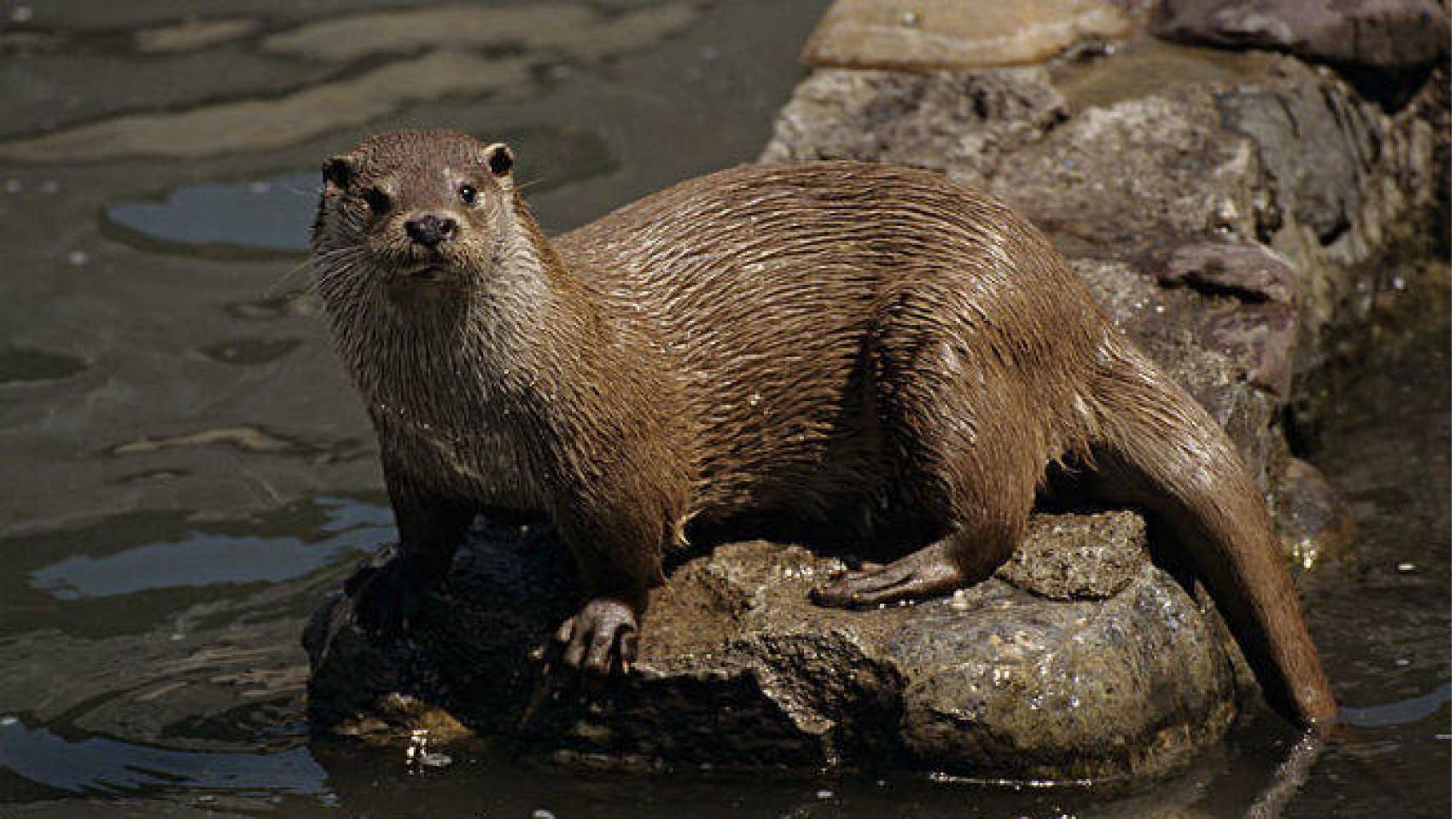 Nutria. Foto: Ecologistas en Acción