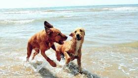 Petición ciudadana por una playa canina en A Coruña ciudad