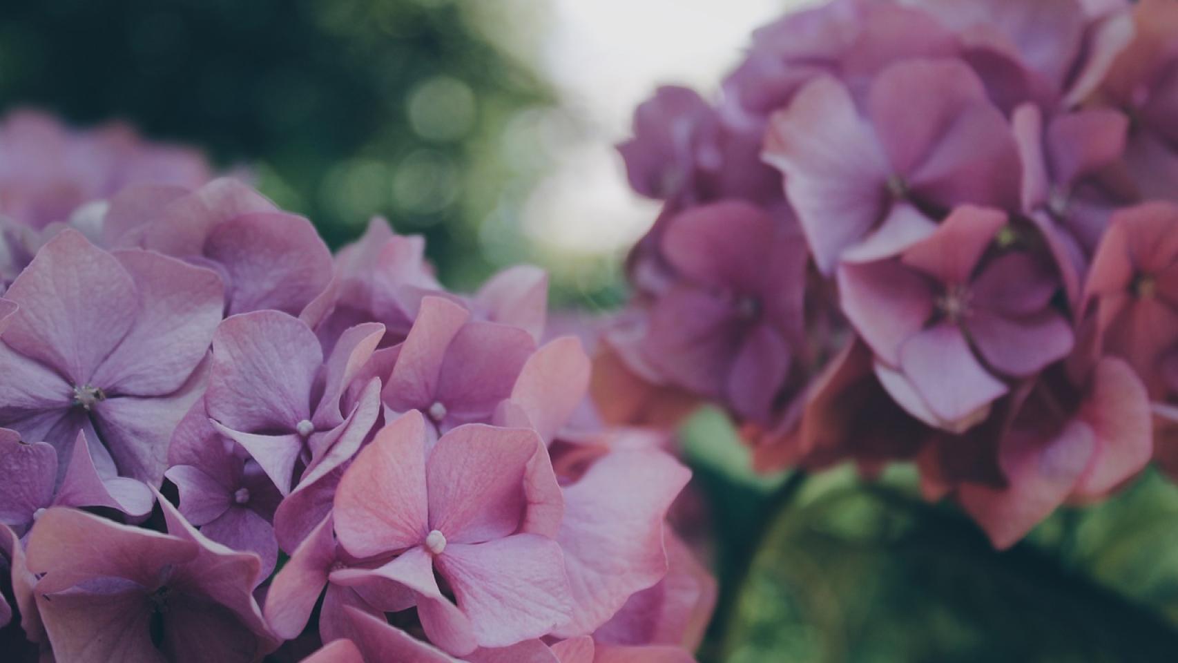 La hortensia, una flor milenaria