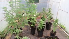 Detenida en Oleiros por plantar marihuana en un invernadero