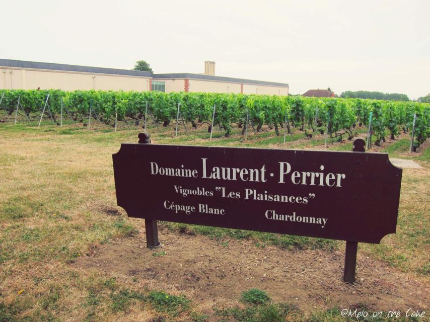 Uno de los viñedos de Laurent-Perrier.