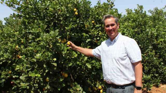 José Luis Pujante, uno de los dueños de la empresa murciana, líder en limones ecológicos.
