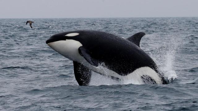 Una ballena en el espacio marítimo de Japón.