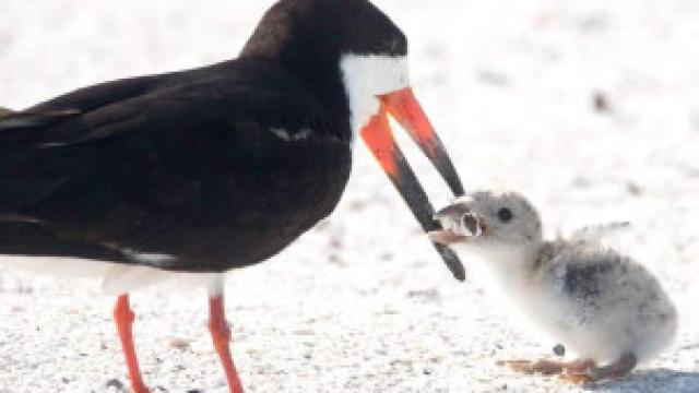 Una gaviota pico de tijera alimenta a su polluelo con una colilla