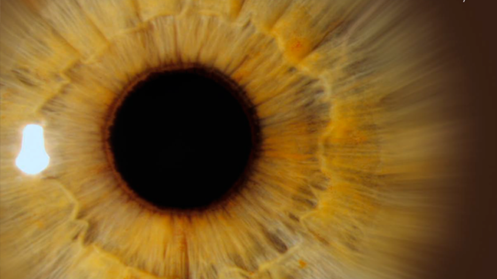 ‘Visiones’: la exposición de la Domus que nos enseña el interior del ojo humano