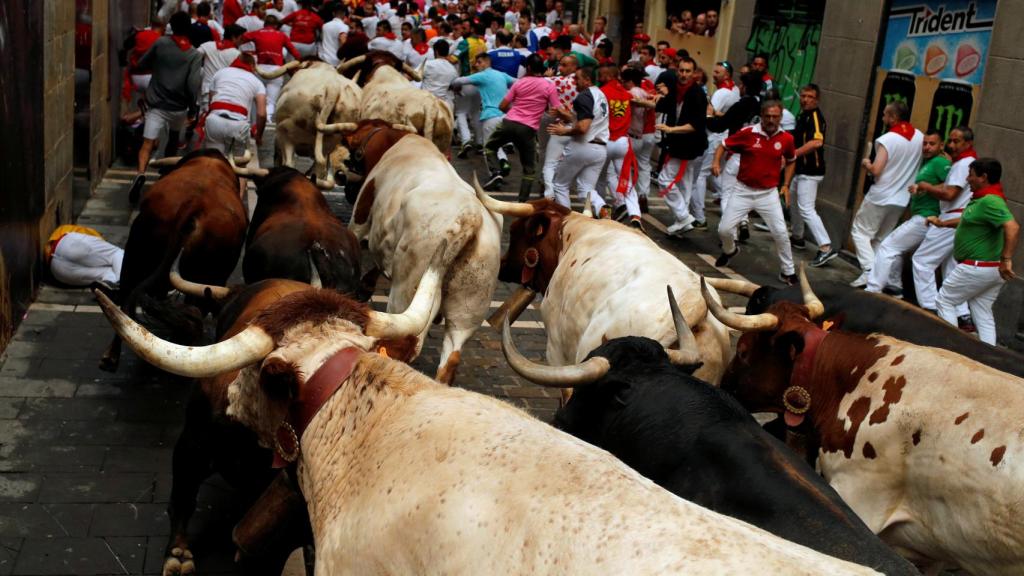 Los cabestros de la ganadería Uno guían a los toros a la plaza.