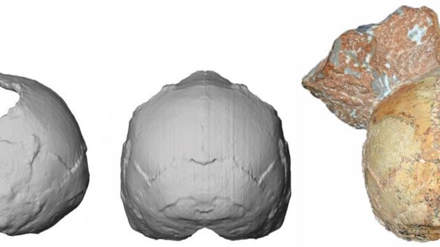 Reconstrucción del cráneo Apidima 1. / Katerina Harvati, Eberhard Karls University of Tübingen