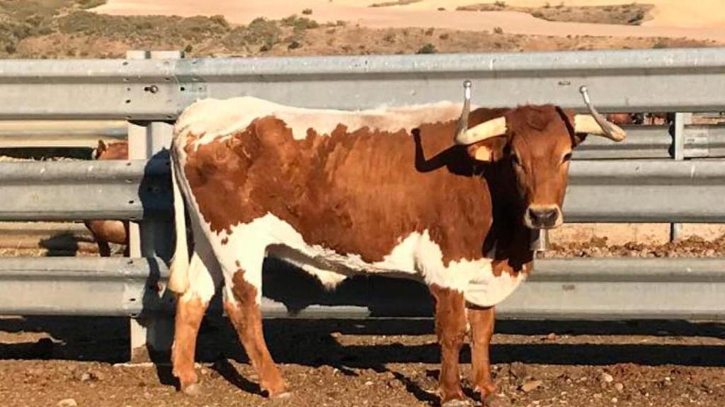 'Messi', el cabestro estrella de los Sanfermines.