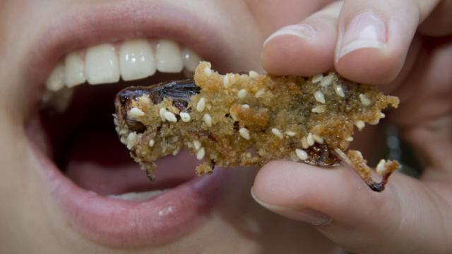 Es lo que parece: un saltamontes rebozado listo para comer. AP Photo / Vit Simanek