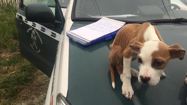 Uno de los cachorros encontrados ayer por la Guardia Civil