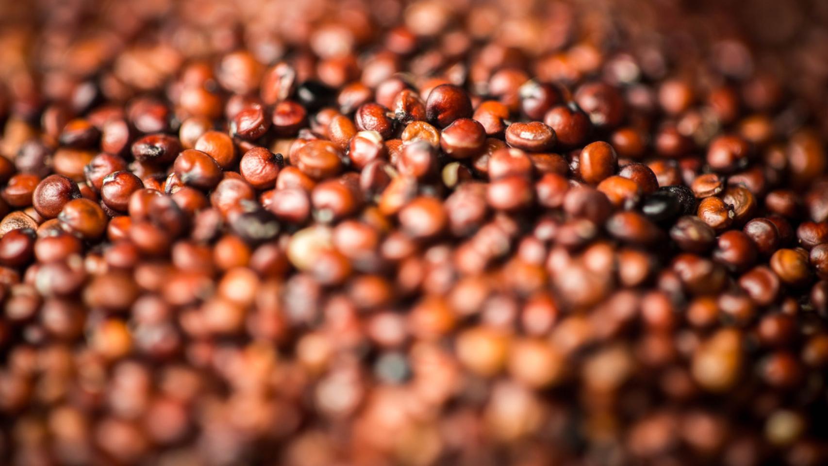 La quinoa roja es una de las variedades más populares de este pseudocereal.