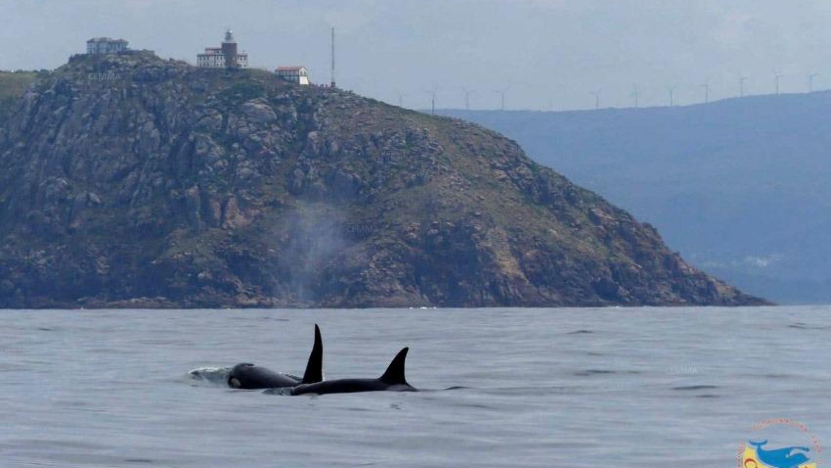 Orcas pasando por Fisterra.