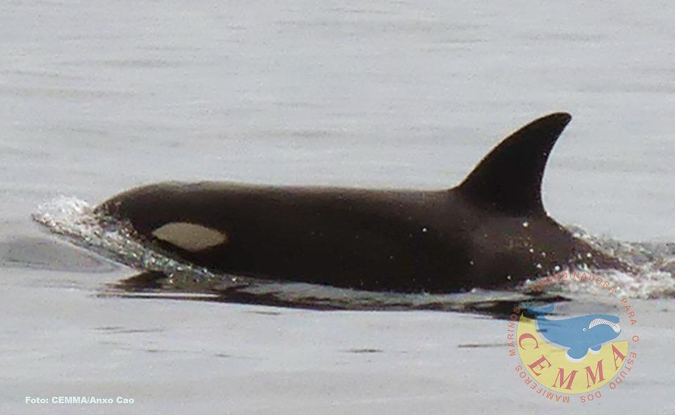 Un ejemplar de las orcas avistado en la costa de Fisterra (CEMMA)