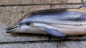 Uno de los últimos delfines varados en Galicia