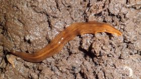 Un especimen de obama nungara como los que se han detectado en el Parque Natural de l'Albufera